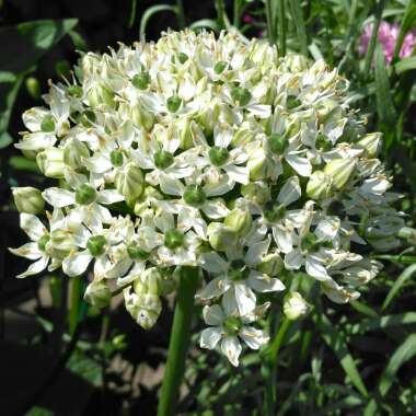 Allium nigrum syn. Allium multibulbosum, Allium nigrum var. multibulbosum