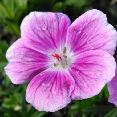 Geranium 'Elke'