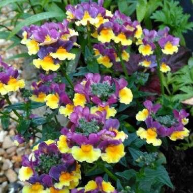 Nemesia aroma 'Rhubarb And Custard'