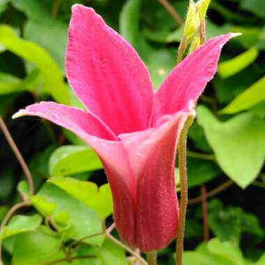 Clematis 'Princess Diana'