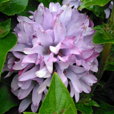 Campanula glomerata 'Caroline'