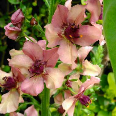 Verbascum x hybrida 'Southern Charm'