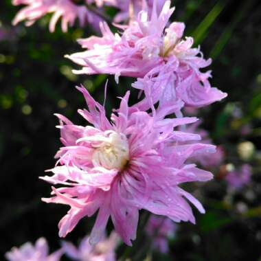 Lychnis flos-cuculi 'Petite Jenny'