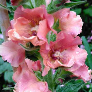 Verbascum 'Pink Petticoats'