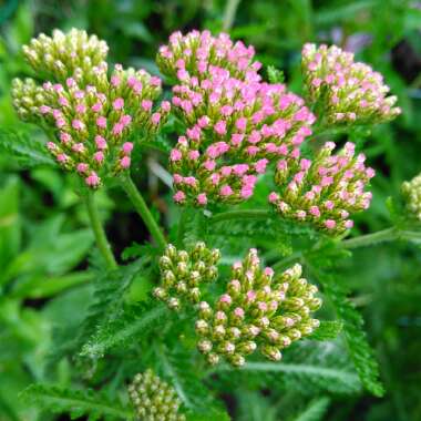 Achillea millefolium 'Apple Blossom'