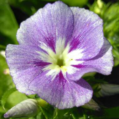 Phlox drummondii