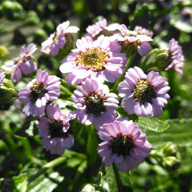 Plant image Achillea sibirica subsp. camschatica 'Love Parade'