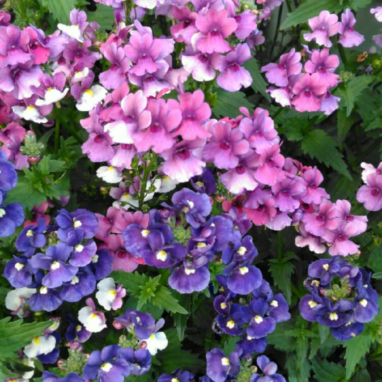 Plant image Nemesia 'Framboise'