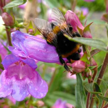 Penstemon 'Heavenly Blue'