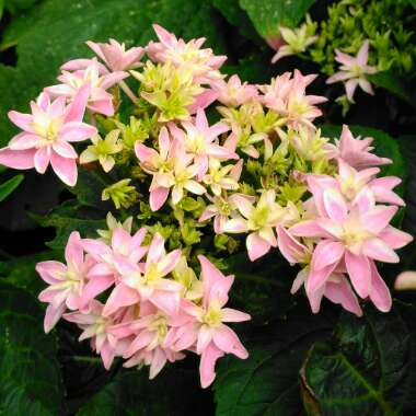 Hydrangea Macrophylla 'Stargazer'