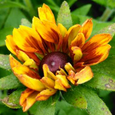 Rudbeckia hirta 'Rustic Dwarf Mix'