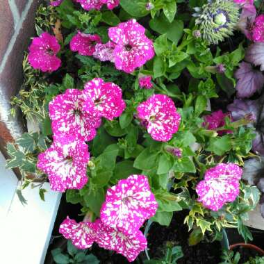 Petunia 'Kleph17342' syn. Petunia 'Pink Sky', Petunia 'BabyDoll', Petunia 'Headliner Pink Sky'