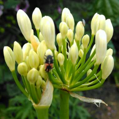 Agapanthus praecox subsp. orientalis 'Dwarf White'