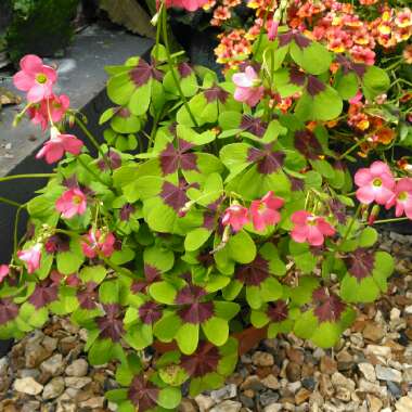 Oxalis tetraphylla 'Iron Cross'