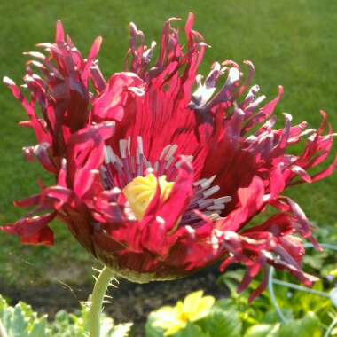 Papaver somniferum 'Blackcurrant Fizz'