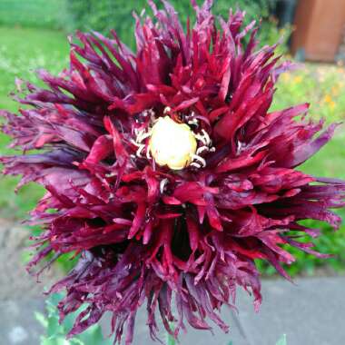 Papaver somniferum 'Blackcurrant Fizz'