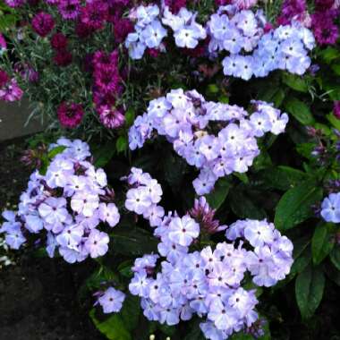 Phlox paniculata 'Flame Violet'