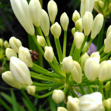 Agapanthus praecox subsp. orientalis 'Dwarf White'