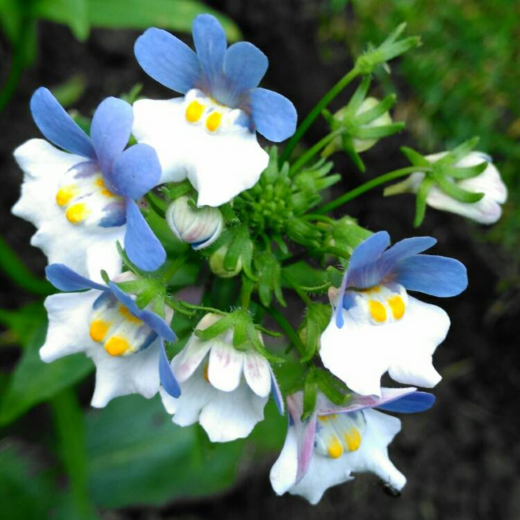 Plant image Nemesia strumosa 'Blue Gem'