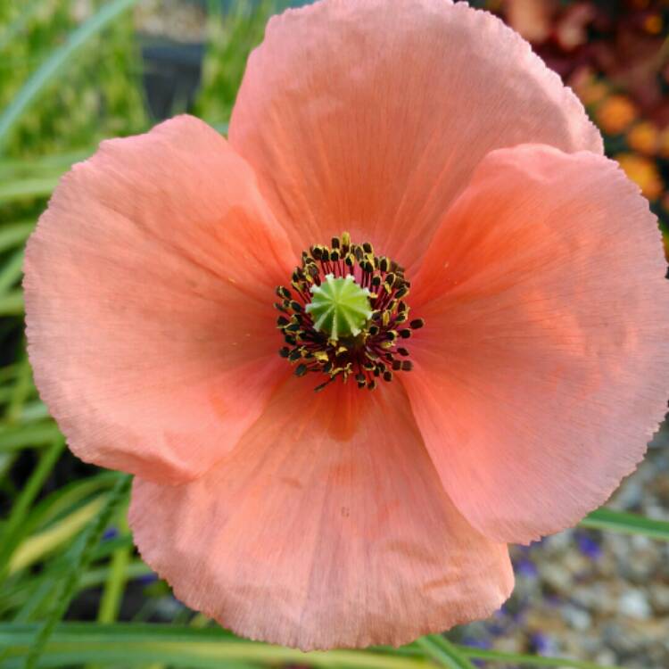 Plant image Papaver nudicaule 'Artist's Glory'