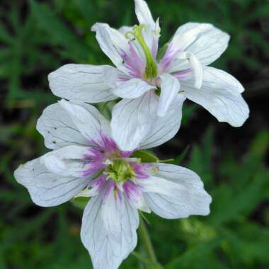 Geranium 'Double Jewel'