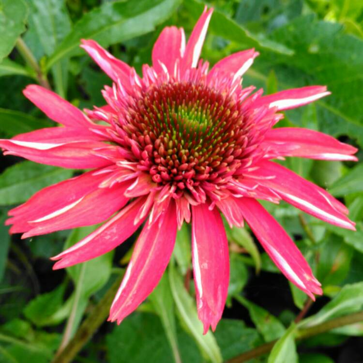 Plant image Echinacea 'Balscanery' (Double Scoop Series) syn. Echinacea 'Double Scoop Cranberry'