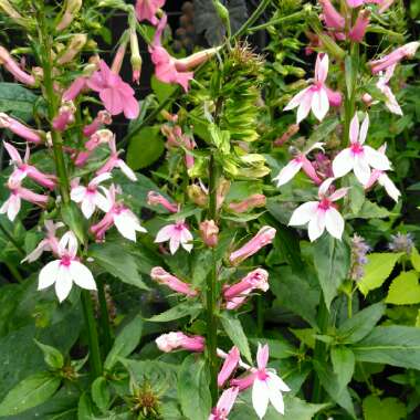 Lobelia 'Compton Pink'