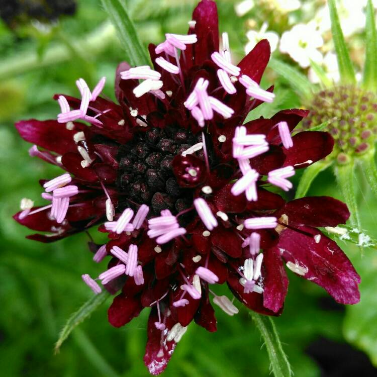 Plant image Scabiosa atropurpurea 'Chile Black'