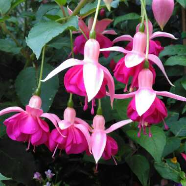 Fuchsia 'Garden News'