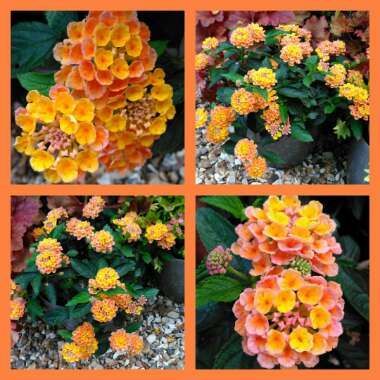 Lantana camara 'Evita Orange'