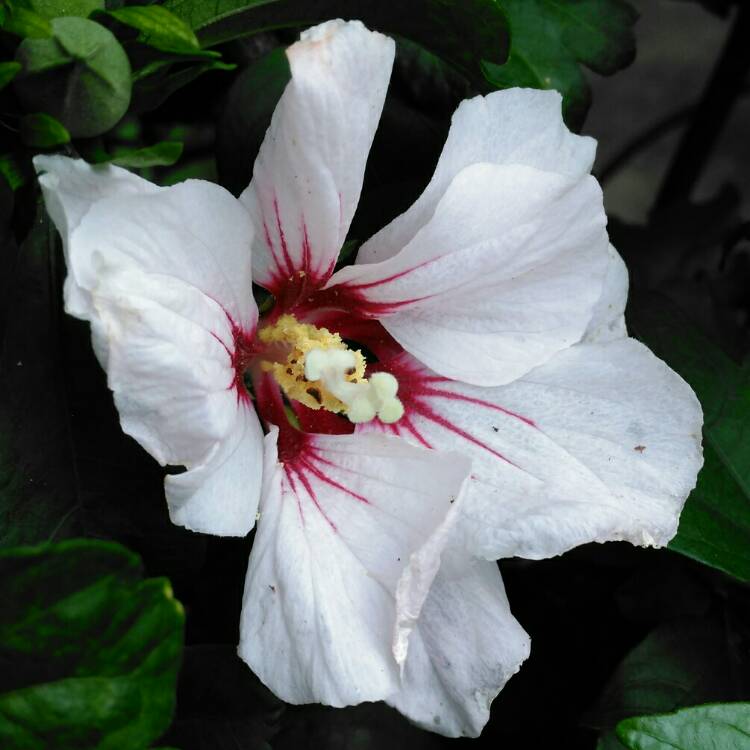 plant image 1136582