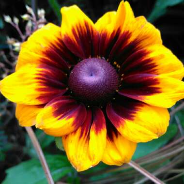 Rudbeckia hirta 'Rustic Dwarf Mix'