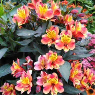 Alstroemeria 'Tesronto' (Summer Paradise Series) syn. Alstroemeria 'Indian Summer'