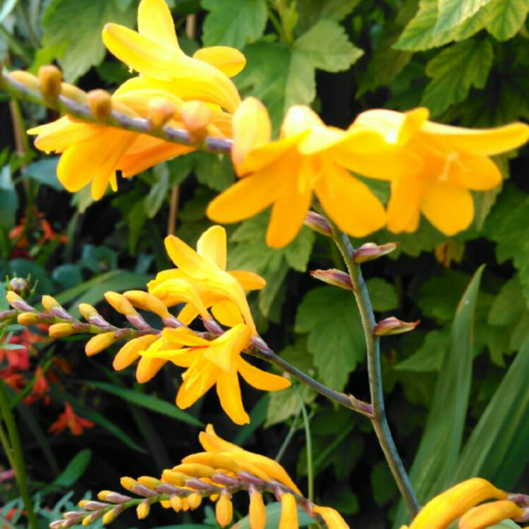 Plant image Crocosmia x crocosmiiflora 'Harlequin'