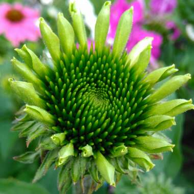 Echinacea purpurea 'Green Twister'