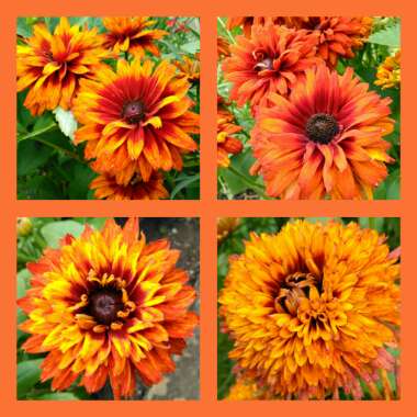 Rudbeckia x hirta hybrida 'Cherokee Sunset'