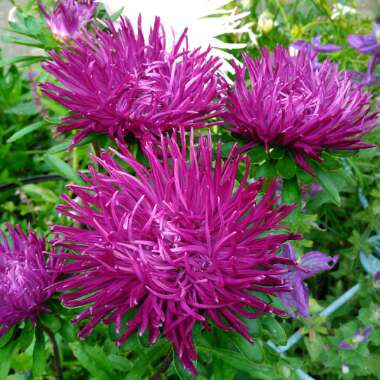 Callistephus chinensis 'Ostrich Feather Mixed'