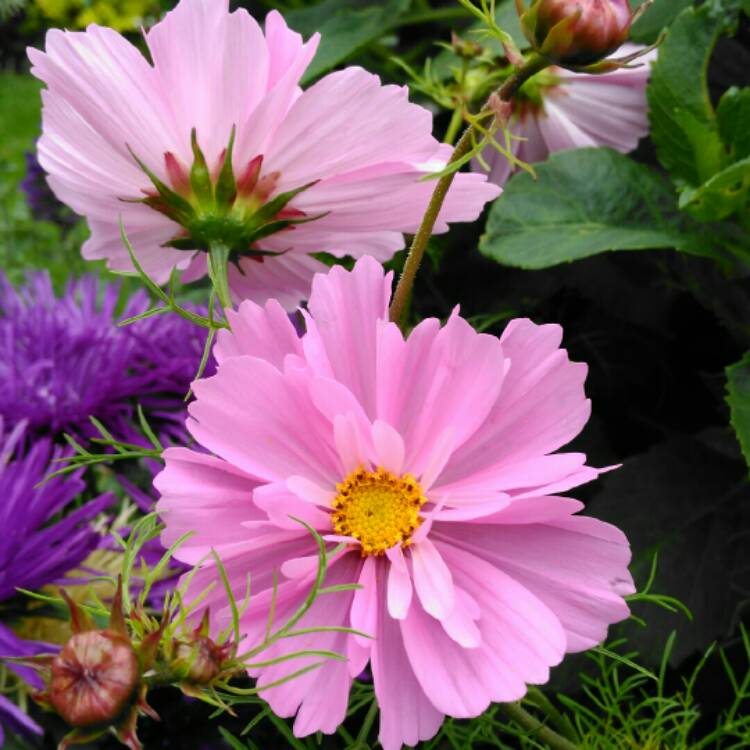 Plant image Cosmos bipinnatus 'Fizzy Pink'