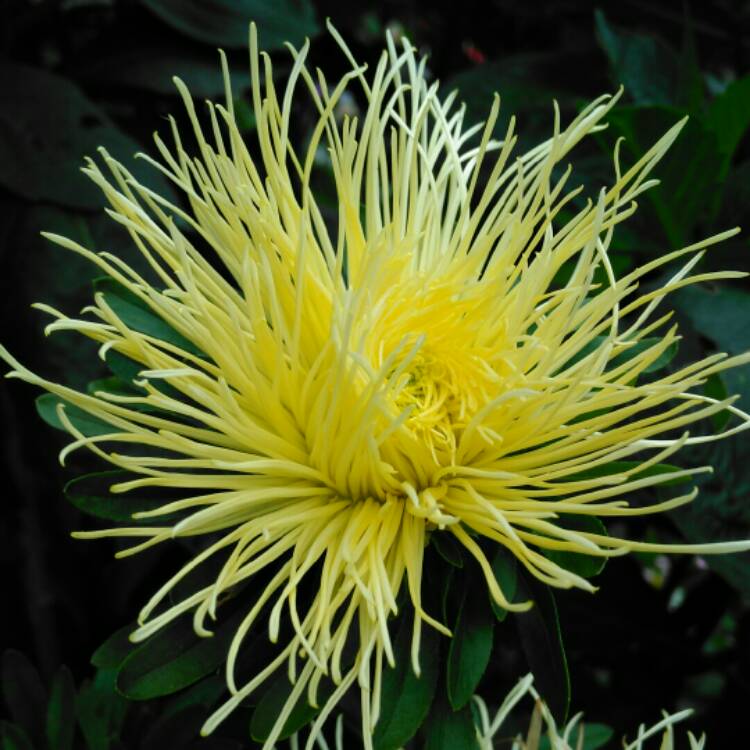 Plant image Callistephus chinensis 'Ostrich Feather Mixed'