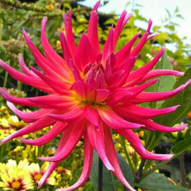 Dahlia 'Bora Bora'