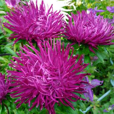 Callistephus chinensis 'Ostrich Feather Mixed'