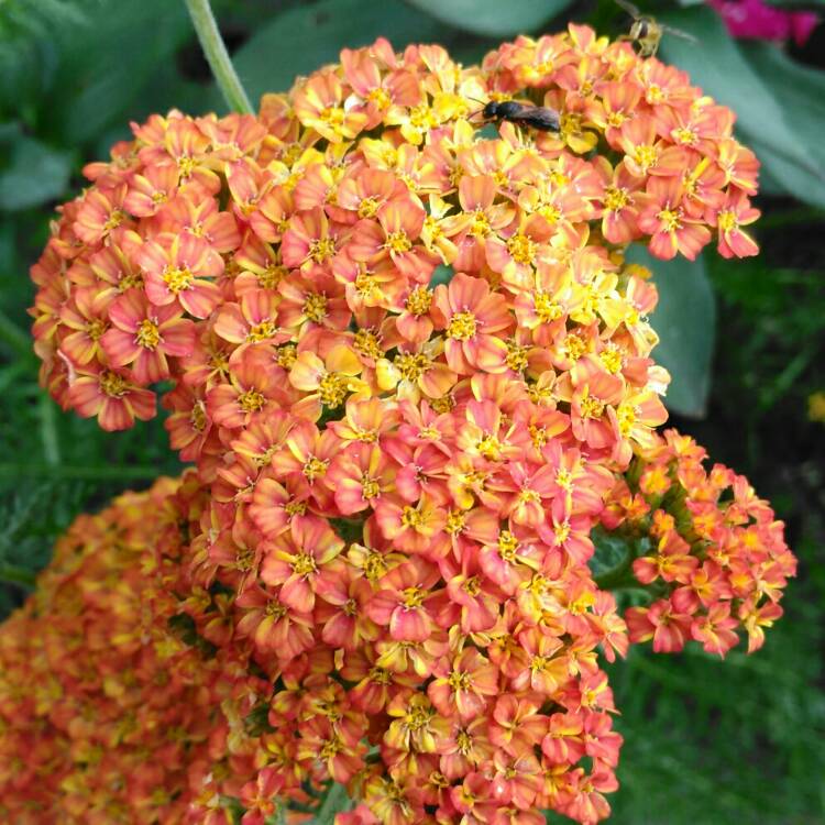 Plant image Achillea 'Terracotta'