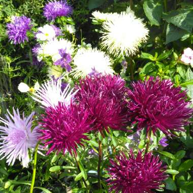 Callistephus chinensis 'Ostrich Feather Mixed'