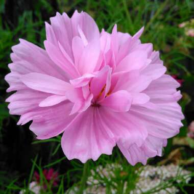 Cosmos bipinnatus 'Fizzy Pink'