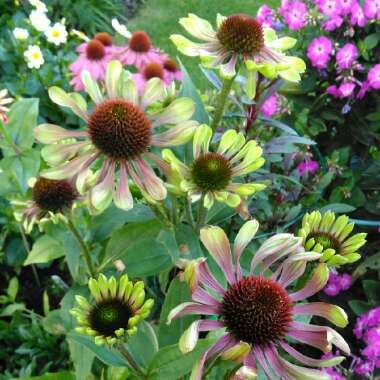 Echinacea purpurea 'Green Twister'