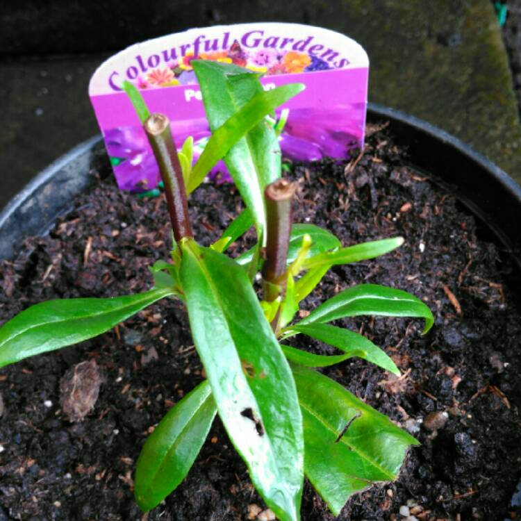 Plant image Penstemon 'Raven'