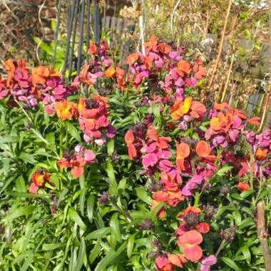 Erysimum 'Innerywinorch' syn. Erysimum 'Winter Orchid'