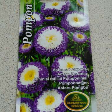 Aster 'Pompom Mixed'