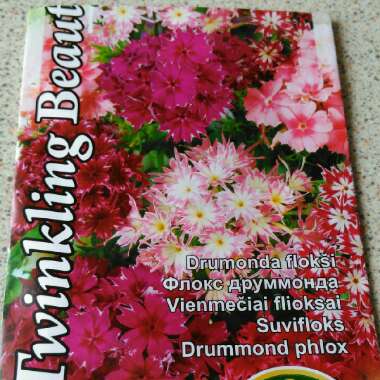 Phlox drummondii 'Twinkle Star' (Mix)