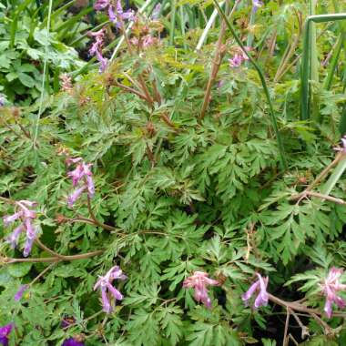 Corydalis 'Blackberry Wine'